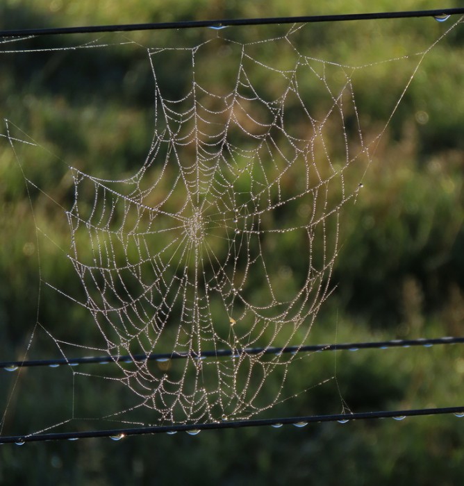 HONOUR....Tracey Street